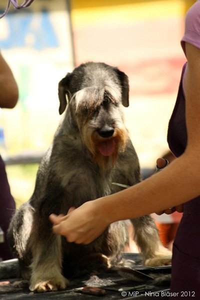 2012-07-01 B & B - Bedlington & Bichon Fun Day (15)_1000x1500.jpg